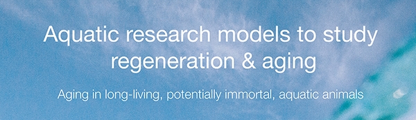 Upcoming event: December 16 &amp; 17, 2019 - 2nd edition of the Aquatic research models to study regeneration &amp; aging workshop