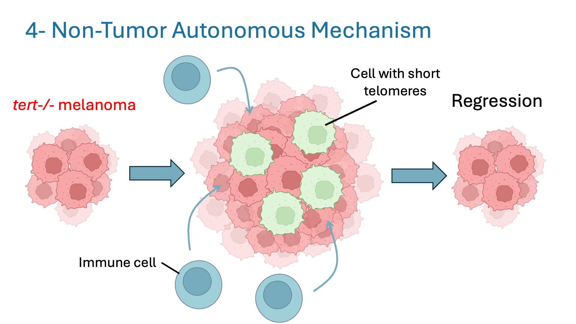 An author explains « The absence of telomerase leads to immune response and tumor regression in zebrafish melanoma. »